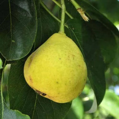 4-in-1 Pear Cocktail Tree