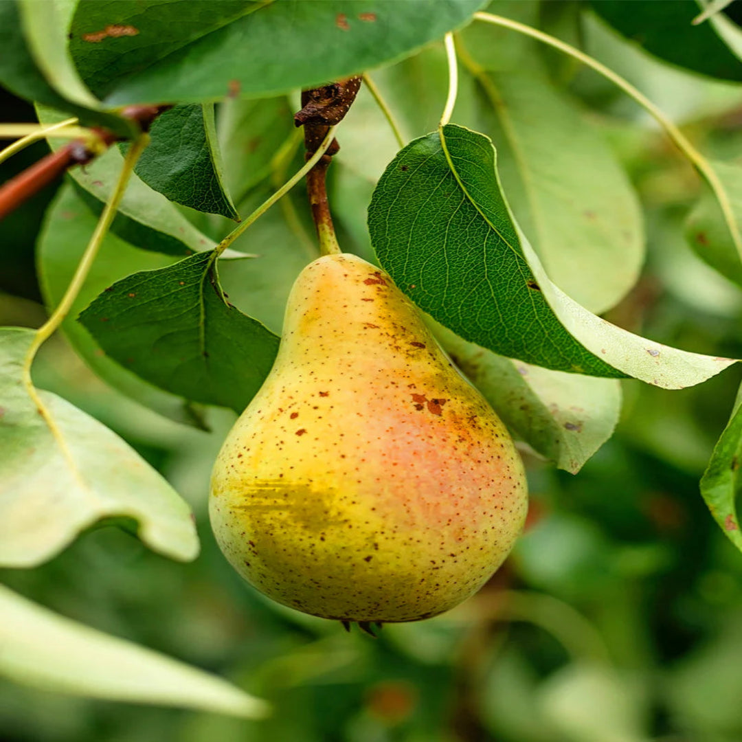 Orient Pear Tree