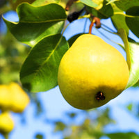 Orient Pear Tree