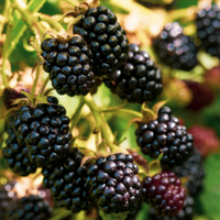 Osage Blackberry