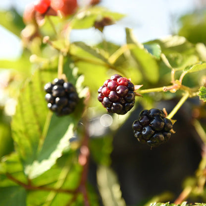 Osage Blackberry