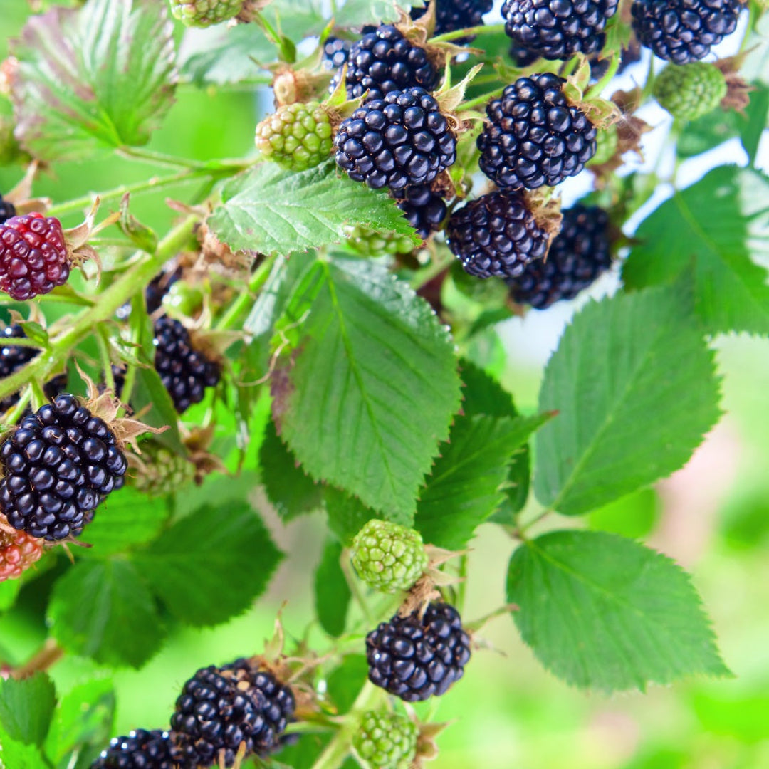 Osage Blackberry
