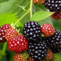 Osage Blackberry