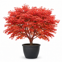 Oshio Beni Japanese Maple