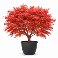Acer palmatum Atropurpureum purple Japanese Maple with deep burgundy leaves