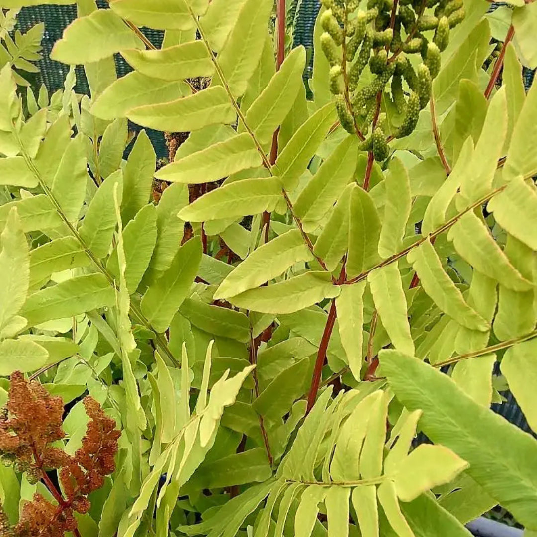 Osmunda Regalis Royal Fern - [CG]