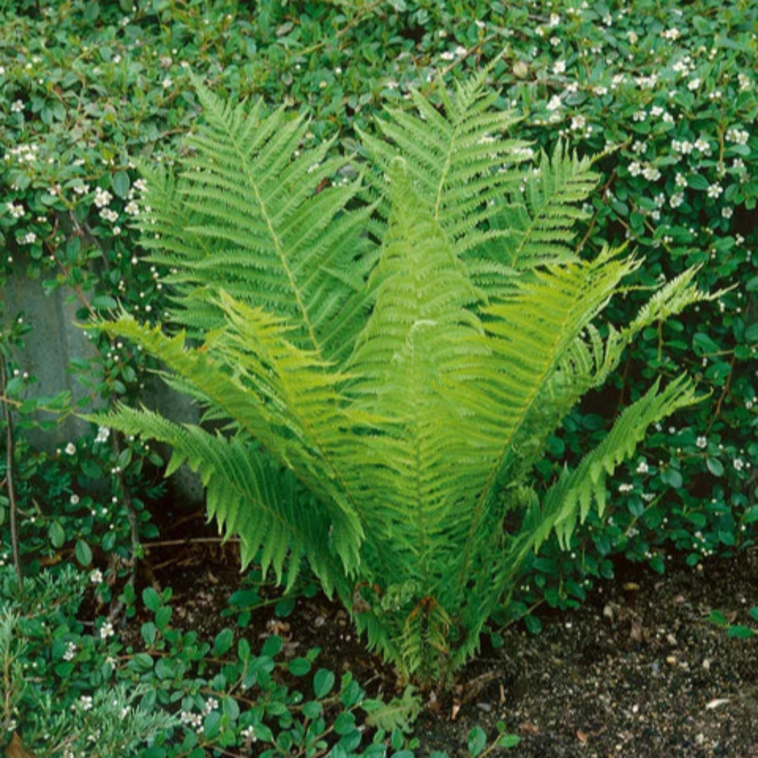 Matteuccia Struthiopteris Ostrich Fern - [CG]