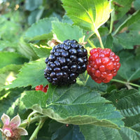 Ouachita Blackberry