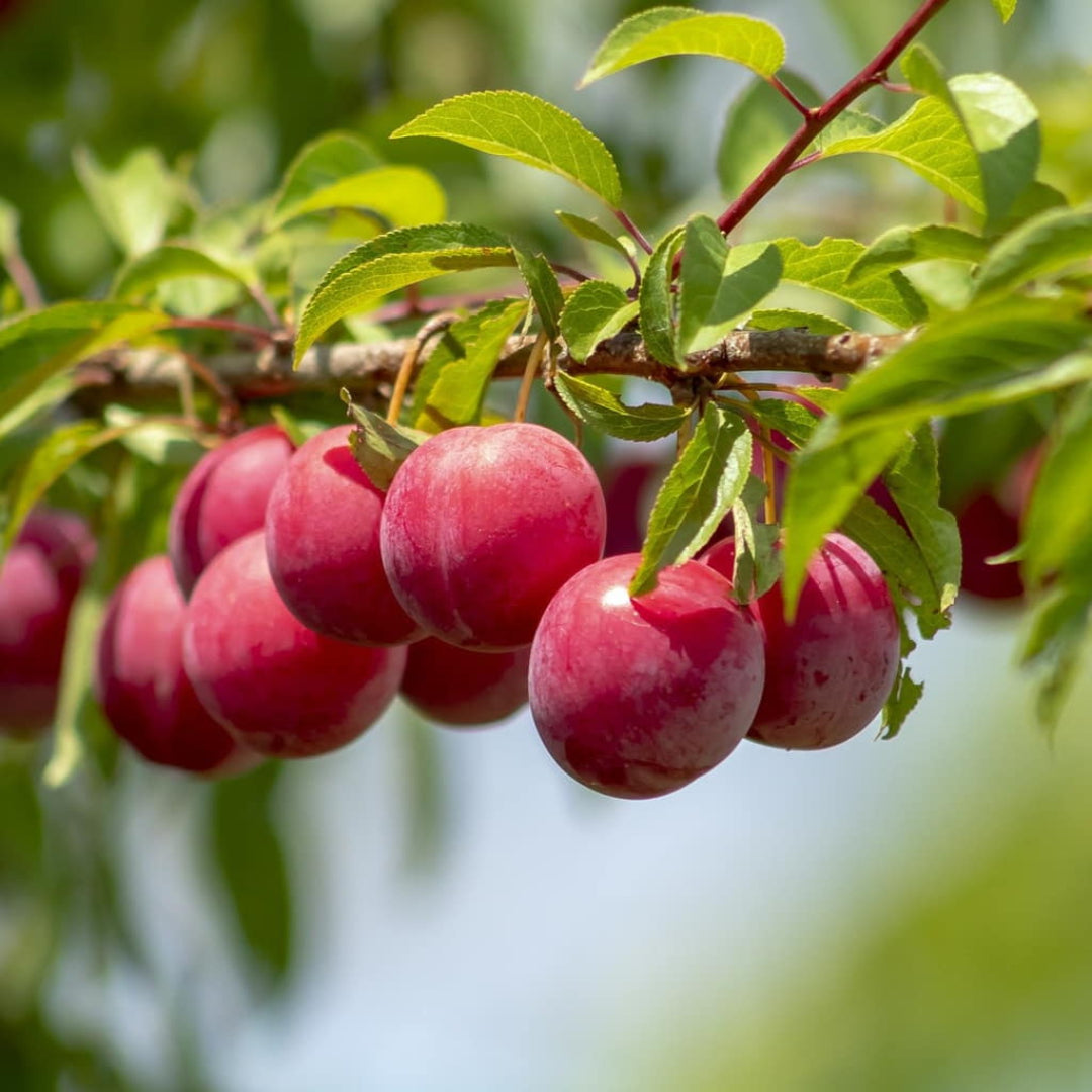 Ozark Premier Plum Tree