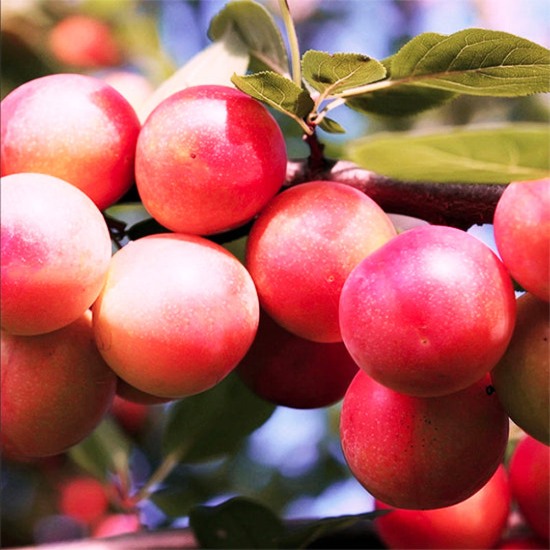 Ozark Premier Plum Tree