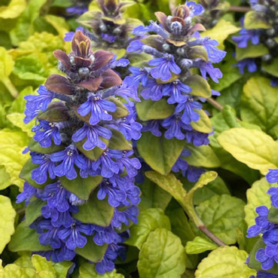 Ajuga Feathered Friends™ Cordial Canary - [EG]