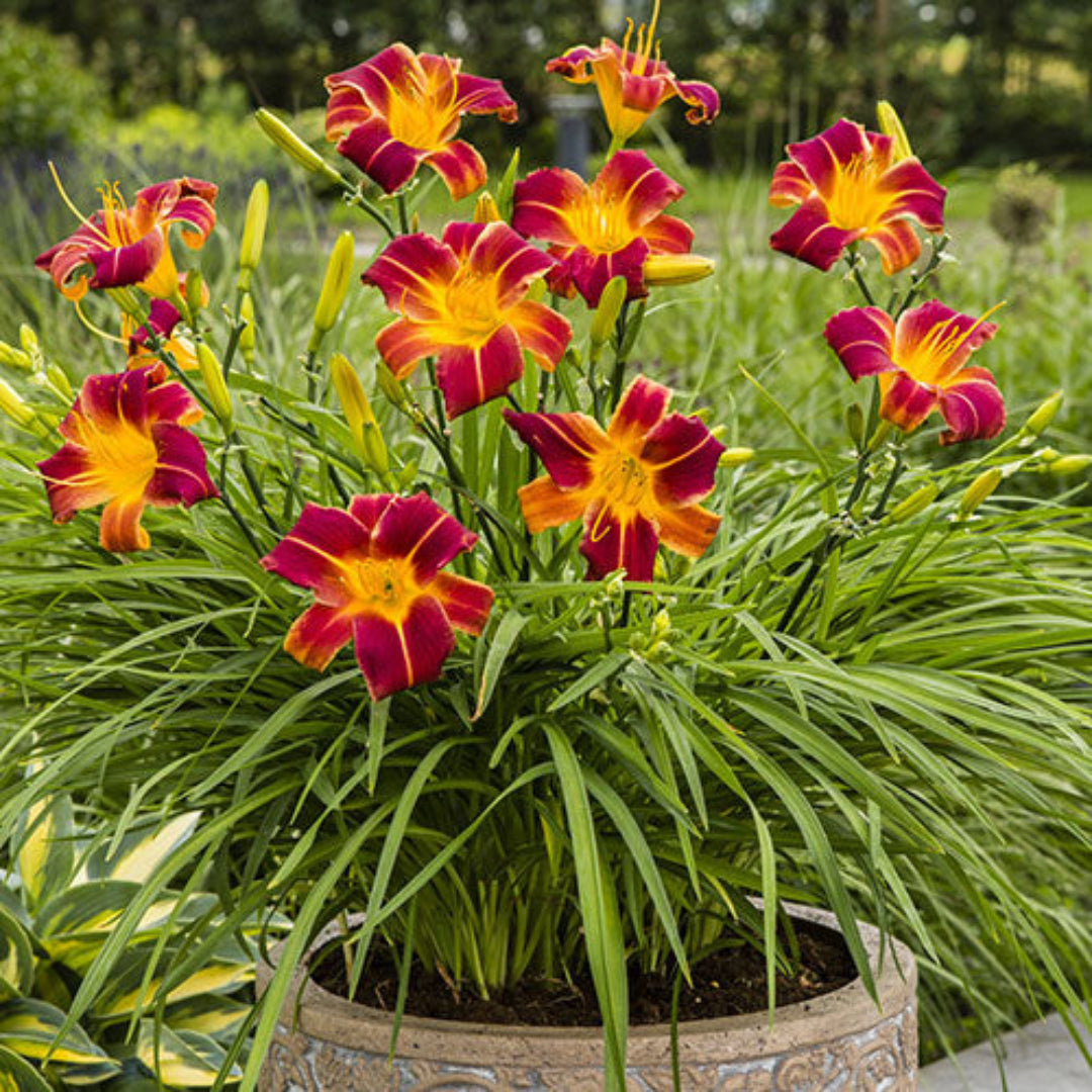 Hemerocallis &