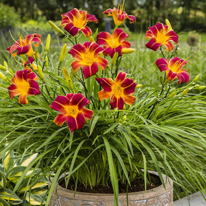 Hemerocallis &
