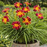 Hemerocallis Autumn Red Daylily flowering plant