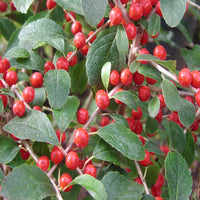 Flash Holly