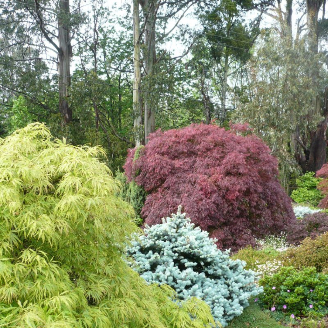 Crimson Queen Maple for Sale