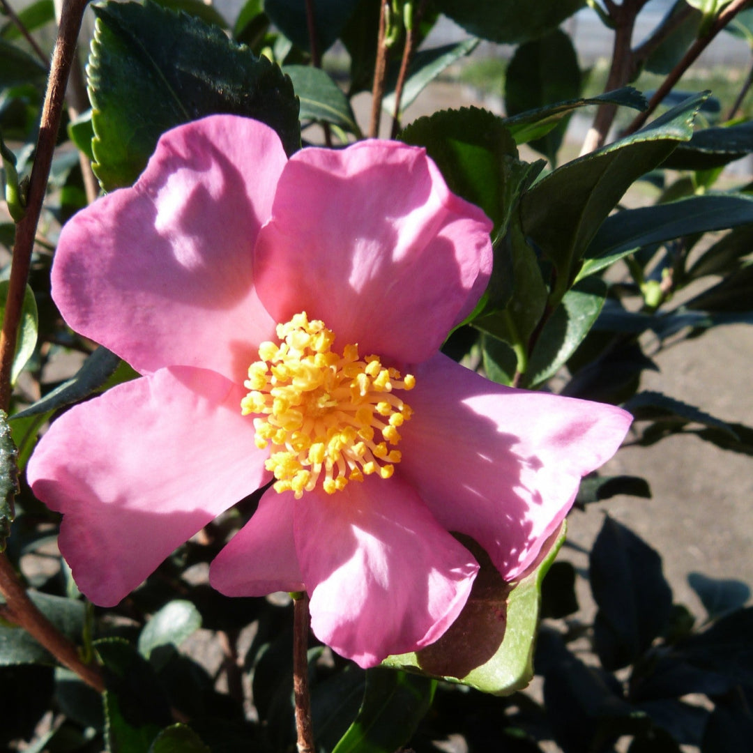 Camellia Sasanqua Cleopatra
