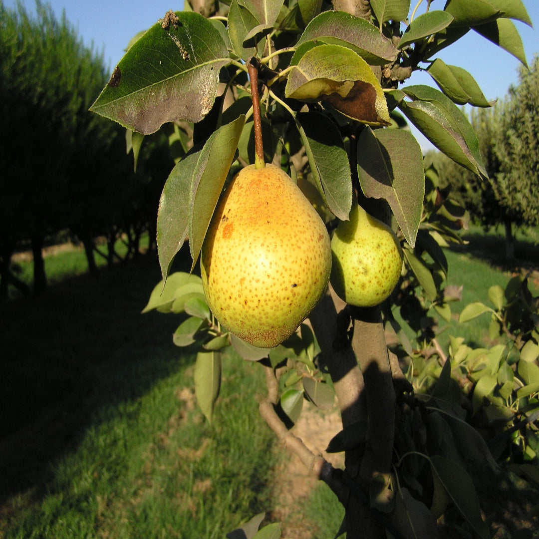 Orient Pear Tree