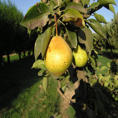 Orient Pear Tree