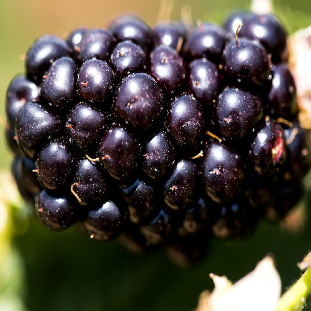 Prime Ark Horizon Blackberry