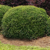 Dwarf Youpon Holly