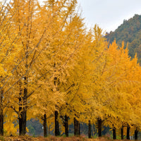 Potted Ginkgo Tree – Buy Ginkgo biloba online