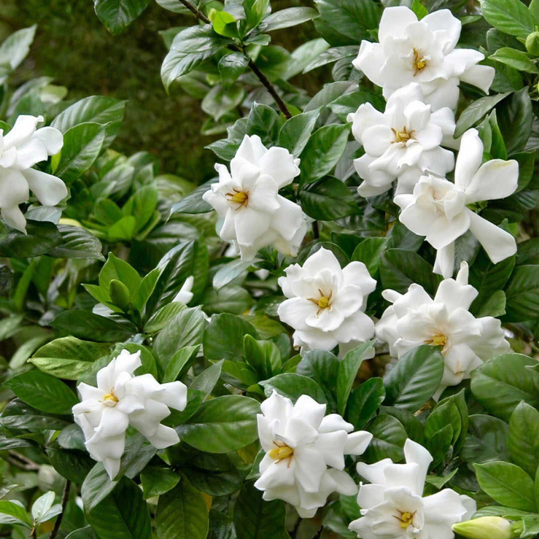 Double Blooming Gardenia Tree with white flowers