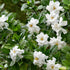 Double Blooming Gardenia Tree with white flowers