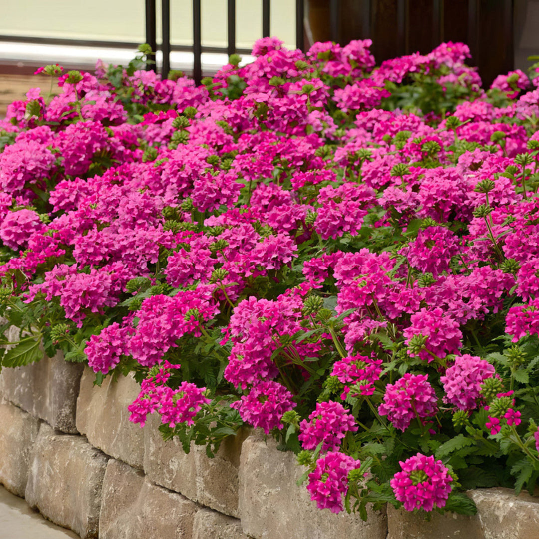 Verbena &