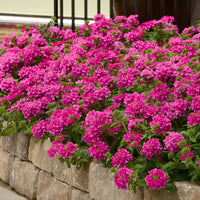 Verbena 'EnduraScape Magenta' Creeping Verbena - [EG]