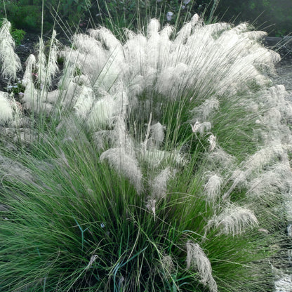 White Cloud Muhly Grass