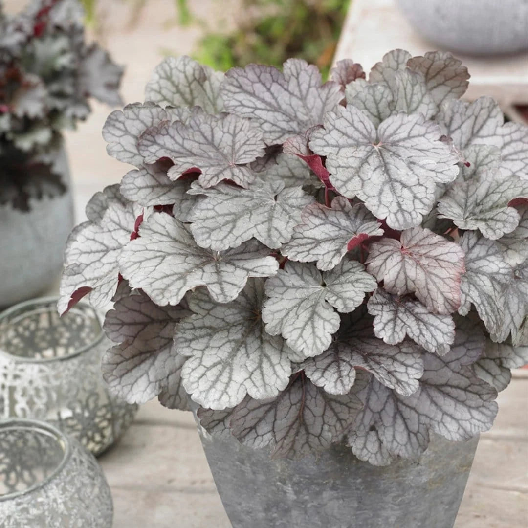 Heuchera &