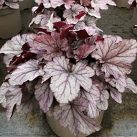 Heuchera 'Indian Summer Huckleberry'