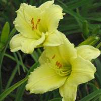 Canary Yellow Flowers Early In Season