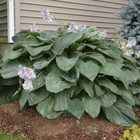 Hosta Shadowland 'Empress Wu'- [EG]
