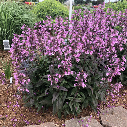 Penstemon &