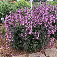 Penstemon 'Midnight Masquerade' - [EG]