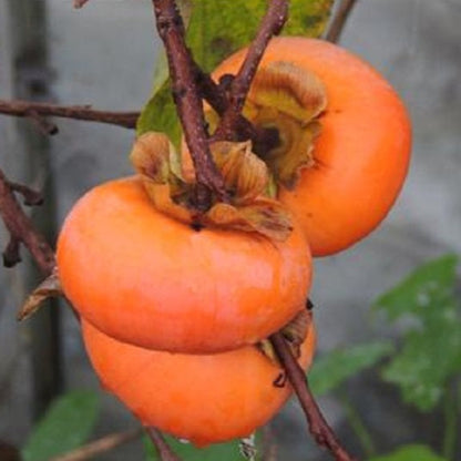 Matsumoto Fuyu Japanese Persimmon