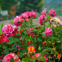 Healthy Double Pink Knock Out Rose bush covered in blooms