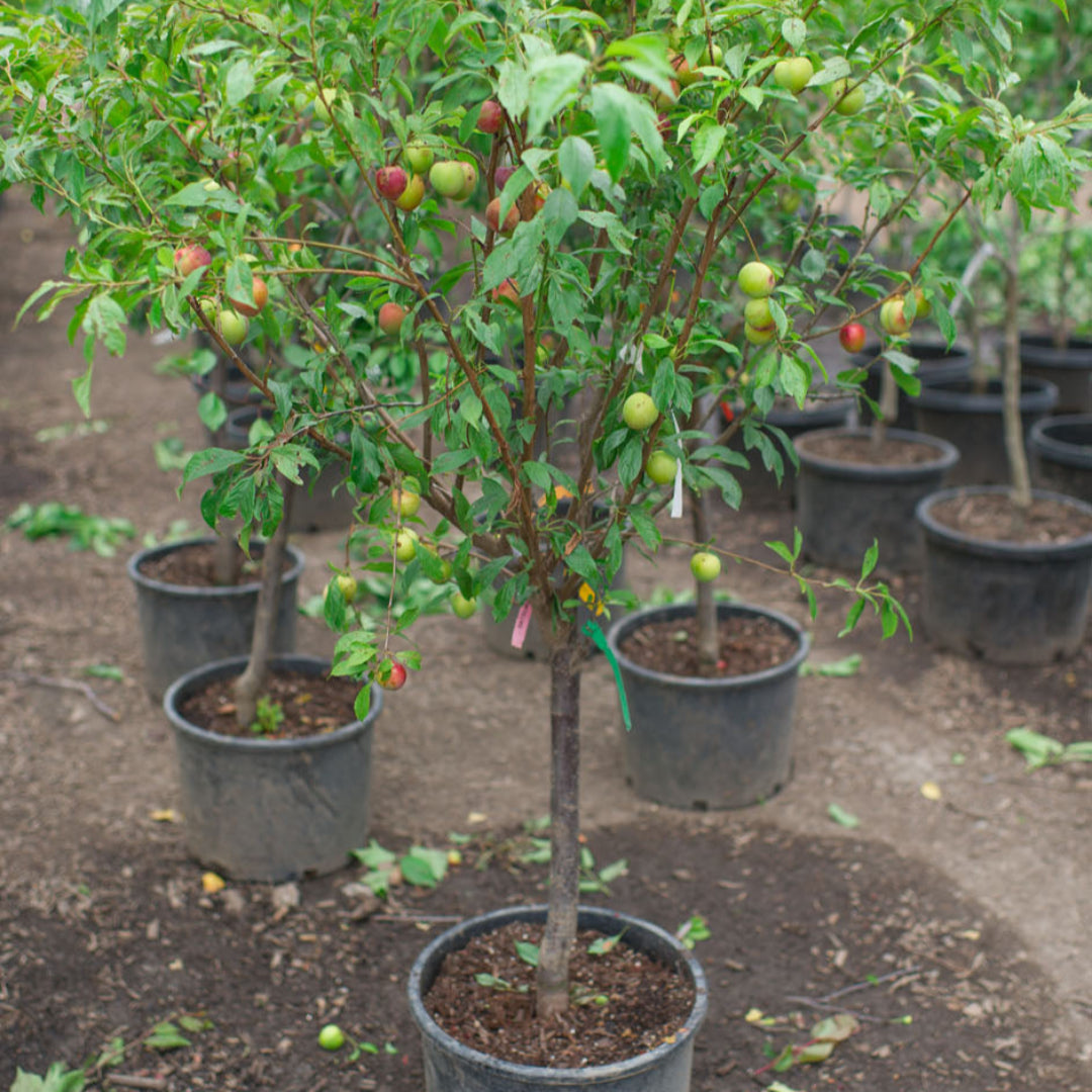 4 In 1 Plum Cocktail Tree| The Plum Cocktail Tree sounds like a fascinating hybrid plant that offers a diverse range of plum varieties all in one tree.