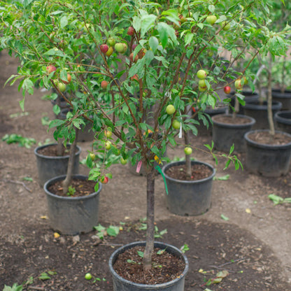 4 In 1 Plum Cocktail Tree| The Plum Cocktail Tree sounds like a fascinating hybrid plant that offers a diverse range of plum varieties all in one tree.