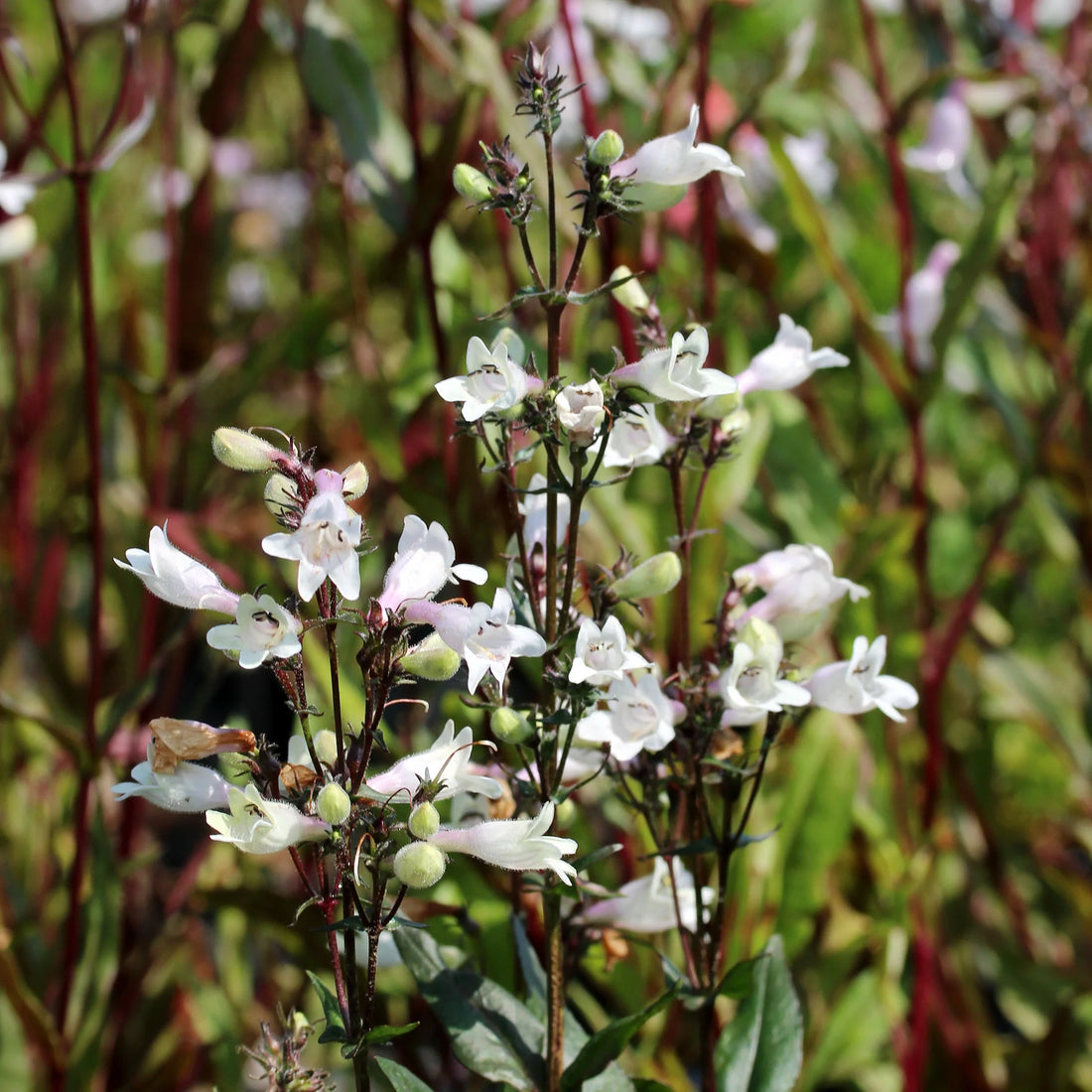 Penstemon digitalis ‘Huskers Red’ (Beard Tongue) - [EG]