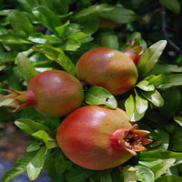 Bright red fruits on Salavatski Pomegranate Tree branches