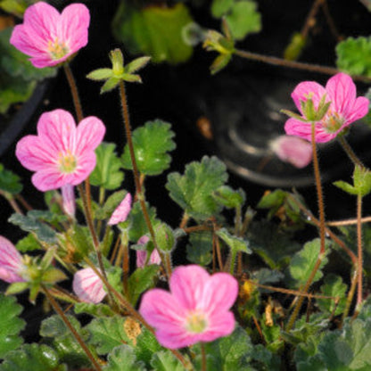 Erodium × variabile &