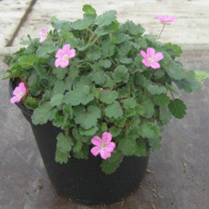 Erodium × variabile &