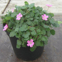 Erodium × variabile 'Bishop's Form' (Dwarf Heronsbill) - [EG]
