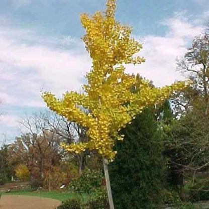 Princeton Sentry Male Ginkgo Tree