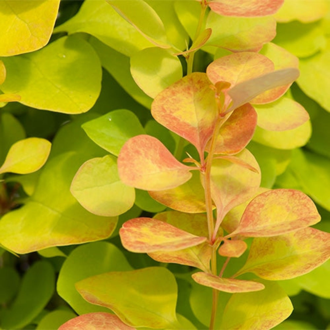 Sunjoy Gold Pillar Barberry