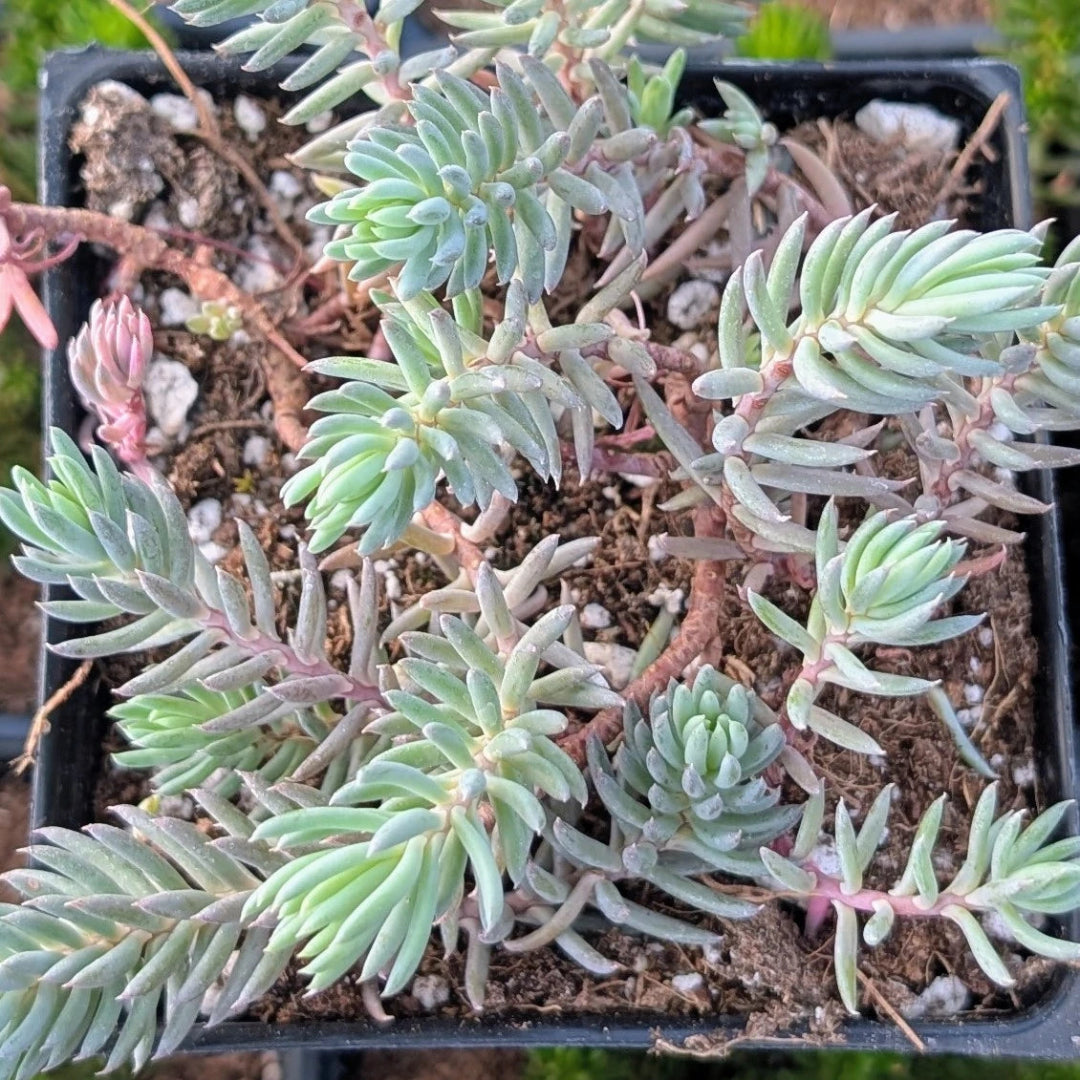 Sedum Tight and Tidy™ Blue Angelina™