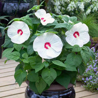 Hibiscus 'Luna White'